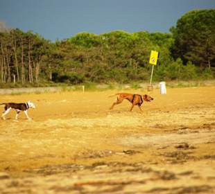 Jeder Hund willkommen