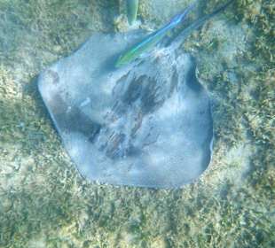 Schwarzpunkt-Stechrochen