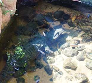 Schöner Zoo in Fuengirola