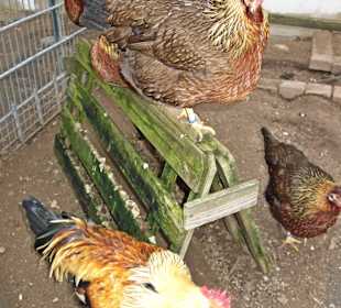 Streichelzoo Rülzheim