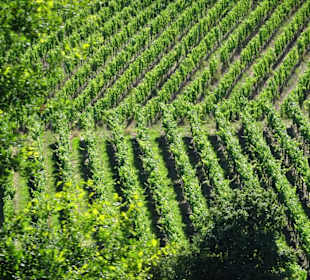 Weinberge an der Mainschleife