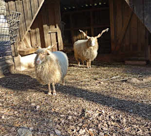 Bergtierpark Odenwald