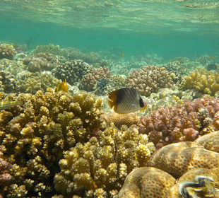 Schnorcheln Marsa Alam