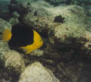 Tauchen in Boca Chica mit Caribbean Divers