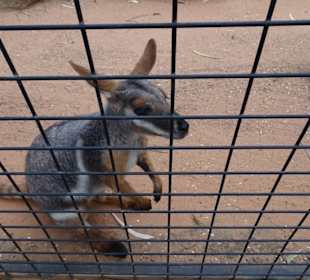 Stadtrundgang Sydney