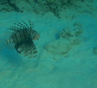 Schnorcheln Hurghada	