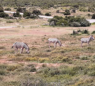Addo Elephant Park