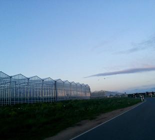 Entlang im Knoblauchsland