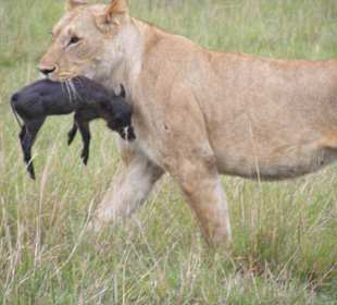 Leider hat es das Babyschwein nicht geschafft