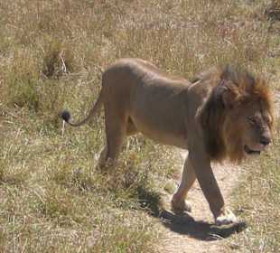 Löwe Massai Mara