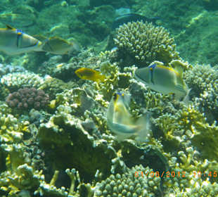 Rifffische