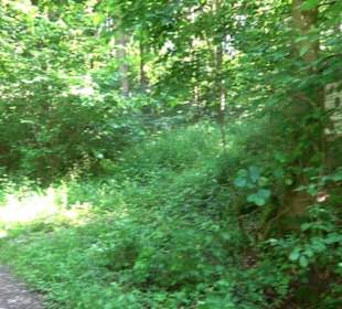 Eduard Lucas Musterobstgarten Mähringen