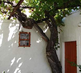 Alter Baum