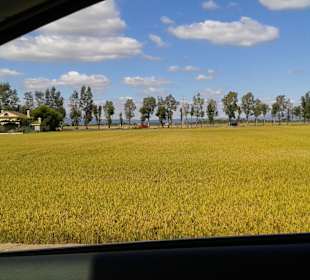 Reisfelder im Ebrodelta