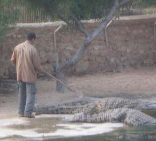 Die Krokodile sollen sich auch mal bewegen
