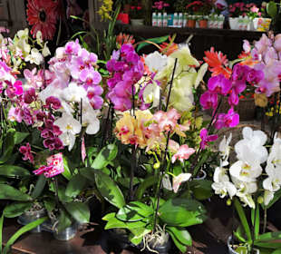 Impressionen vom Blumenfestival in Funchal