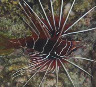 Rotfeuerfisch Hausriff Embudu