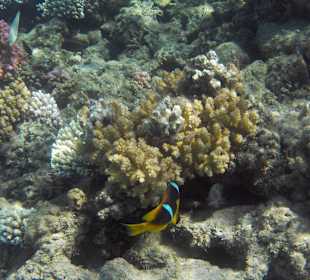 Schönste Hausriff in Hurghada