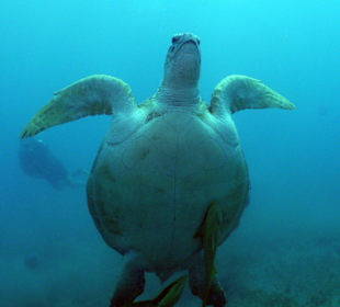 Turtel beim Aufstieg