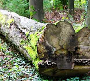 Der Fünf-Seidla-Steig bei Gräfenberg