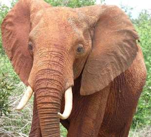 Und noch ein Elefant