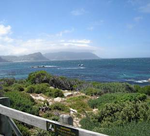 Табличка " пингвинов не трогать"