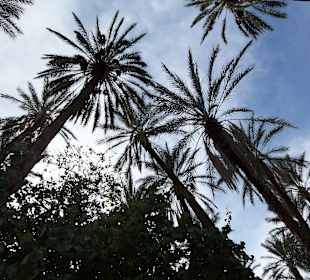 Oasenromantiktour Oase bei Tozeur