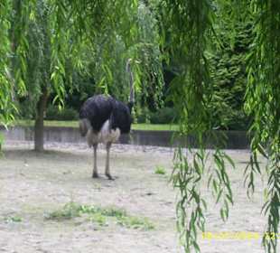 Zwierzaki z krakowskiego Zoo.