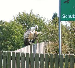Gänsegeier im Falkenhof auf dem Großem Feldberg