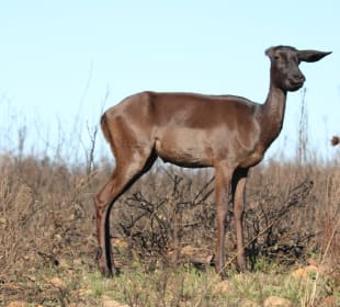 ...ser slen...schwaes Impala