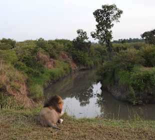 Masai Mara Safari 