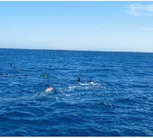 Ausflüge Hurghada - Delfin Tour-Delfinschwimmen 