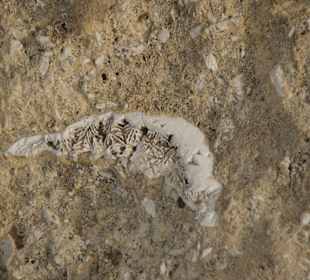 Fossile Steinstrukturen