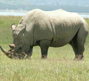 Nashorn am Lake Nakuru