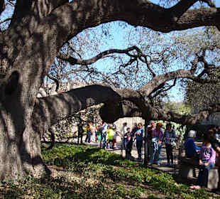Auf dem Hof ein riesiger alter Baum