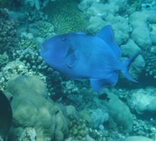 Schnorcheln Abu Dabbab