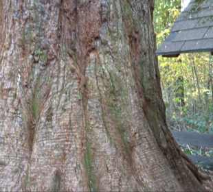 Naturdenkmal Mammutbaum