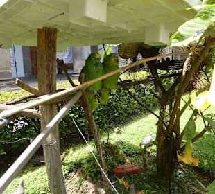 Papagein im Garten