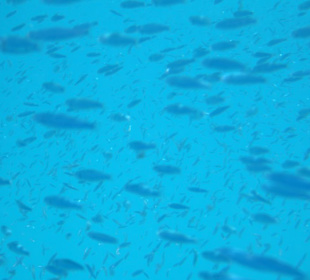 Ein Schwarm mit Fischen