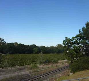 Weingebiet Stellenbosch