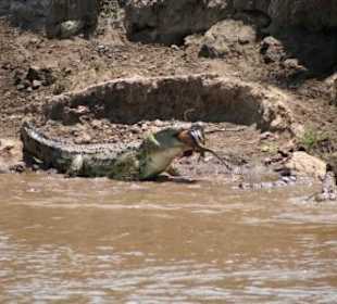 Krokodile im Mara Fluss