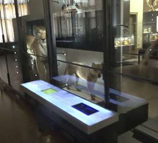 Museum für Naturkunde
