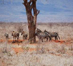 Zebras im kühlen Schatten