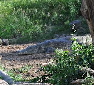 Crocodile Mzima Springs