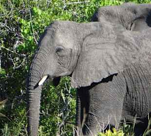 Safaris in den Saadani Nationalpark