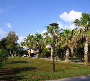 Tolles Bild viele Palmen