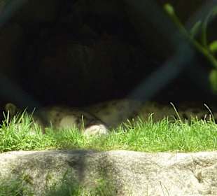 Schneeleopard beim Mittagsschläfchen