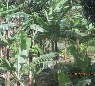 Unterwegs zum Regenwald Bananenstauden