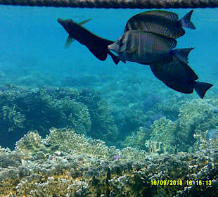 Schnorcheln Marsa Alam