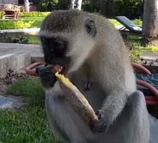 Die kleinen süßen Diebe